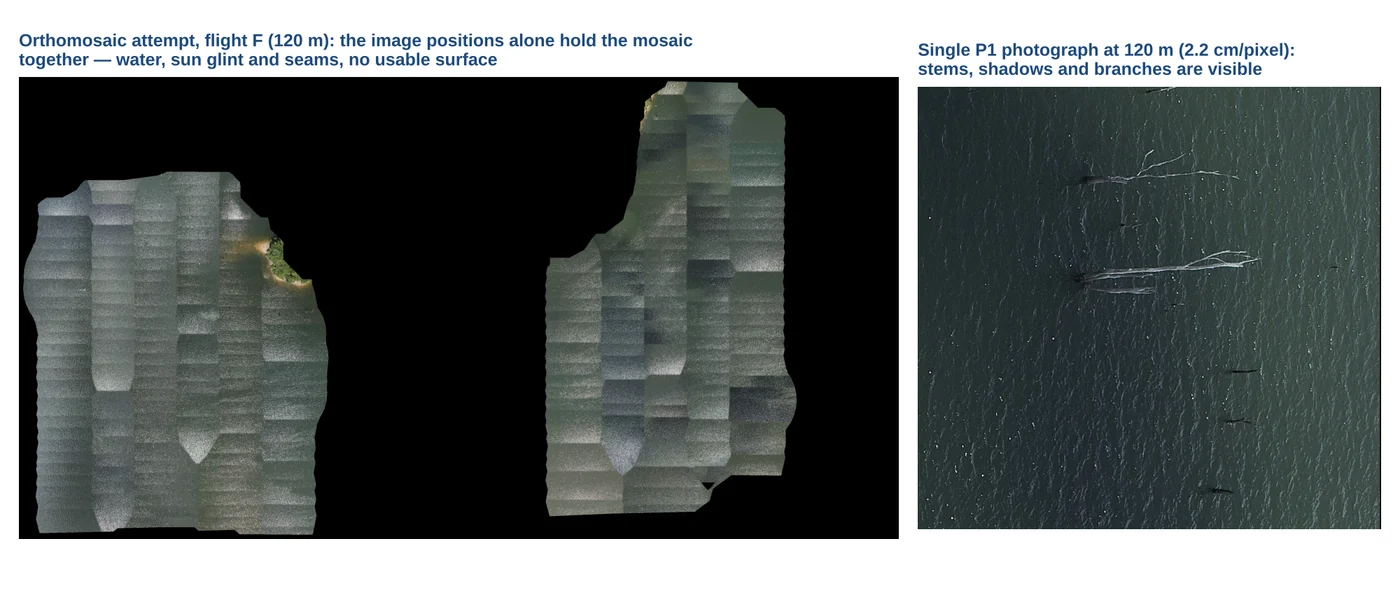 Left, the orthomosaic attempt from the 120 m flight; right, a raw photograph where the stems are visible